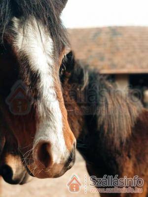 Póni Kuckó Vendégház és Minifarm (West Transdanubien > Zala megye > Hosszúvölgy)