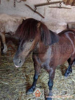 Póni Kuckó Vendégház és Minifarm (West Transdanubian > Zala megye > Hosszúvölgy)